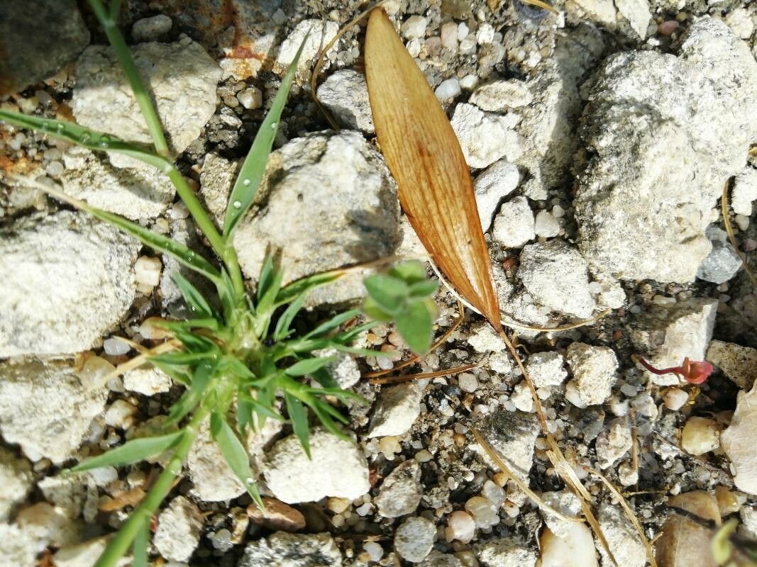 Crypsis alopecuroides leaf