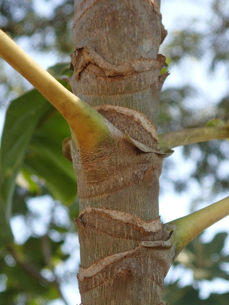 Anthocleista djalonensis bark
