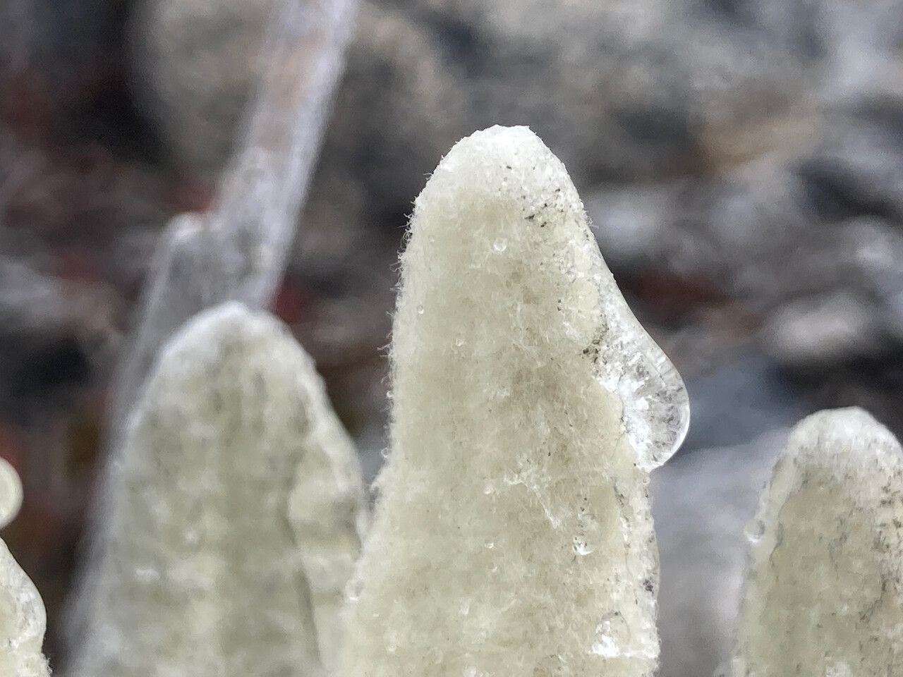 Senecio cocuyanus — houseplant care guide