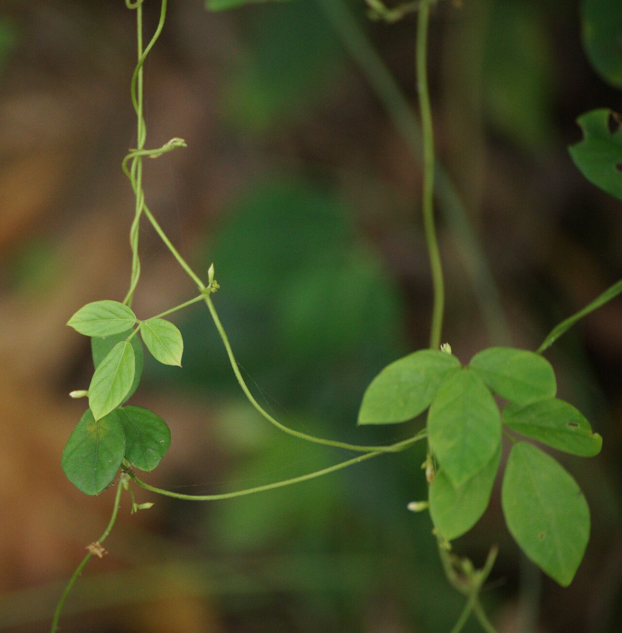 Teramnus labialis — houseplant care guide