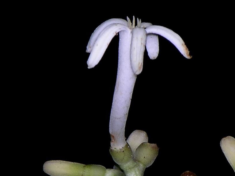 Palicourea hondensis flower