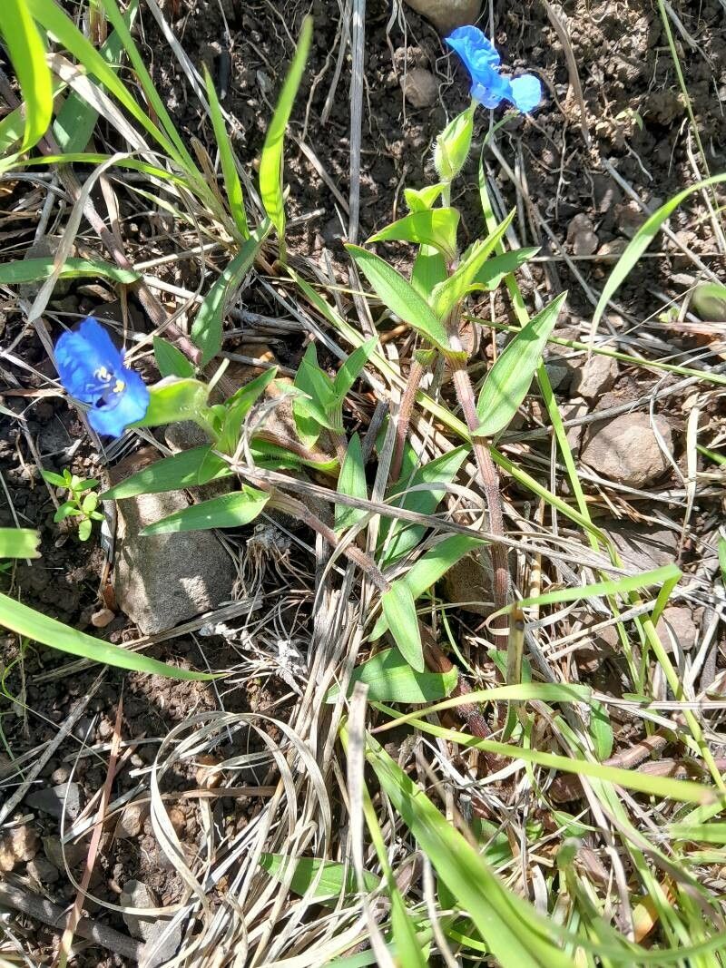 Commelina madagascarica habit