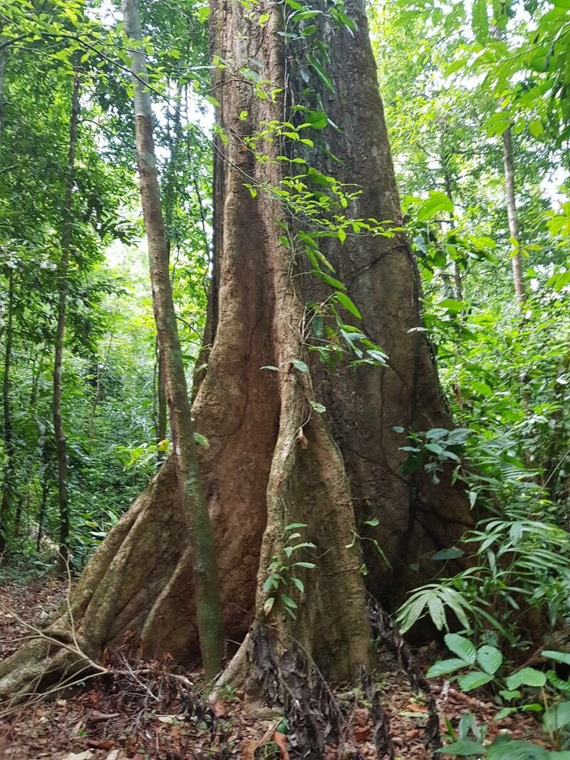 Styphnolobium sporadicum bark