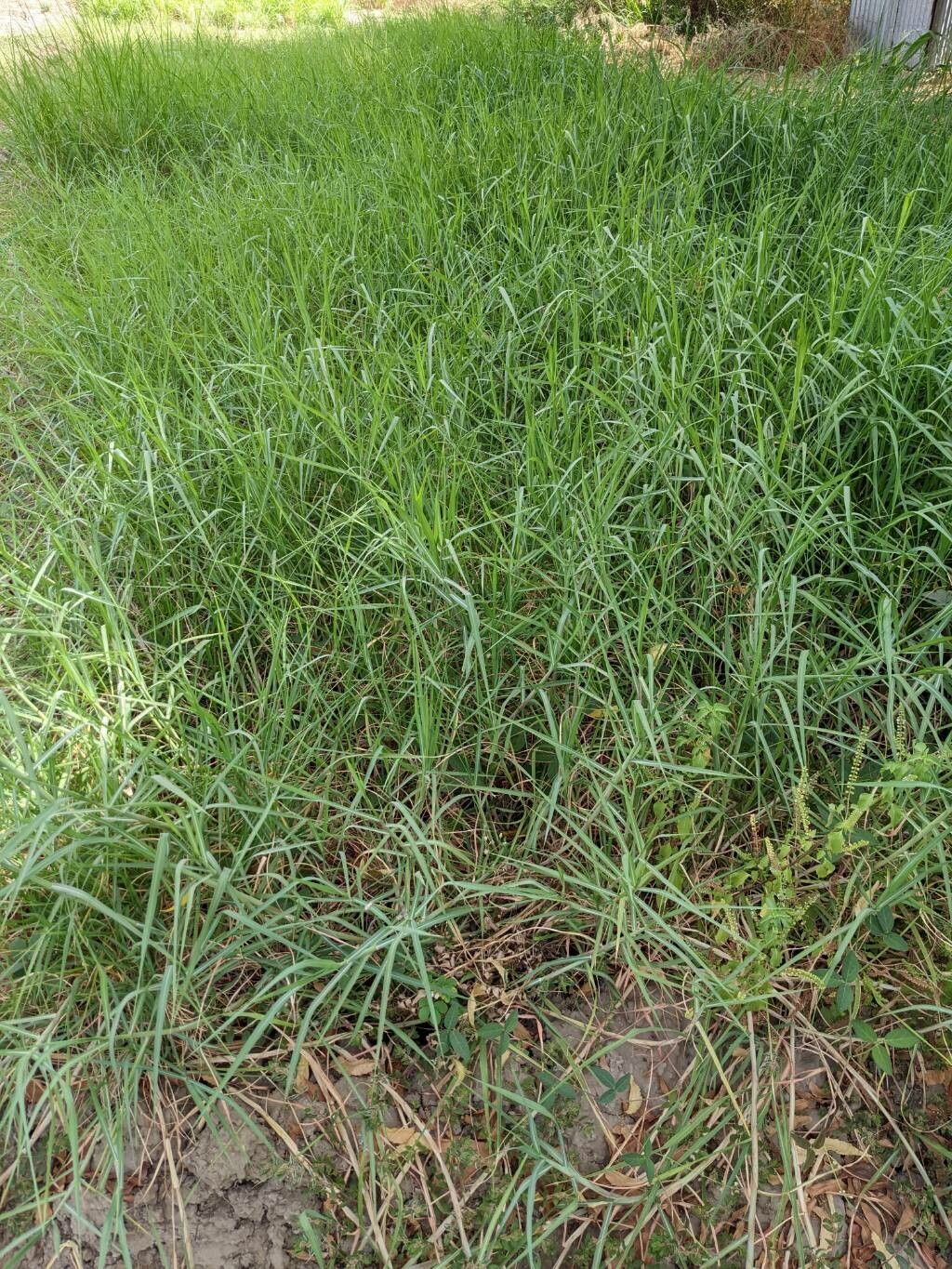 Echinochloa stagnina — houseplant care guide