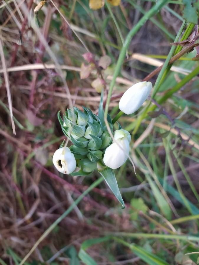 Melomphis arabica leaf