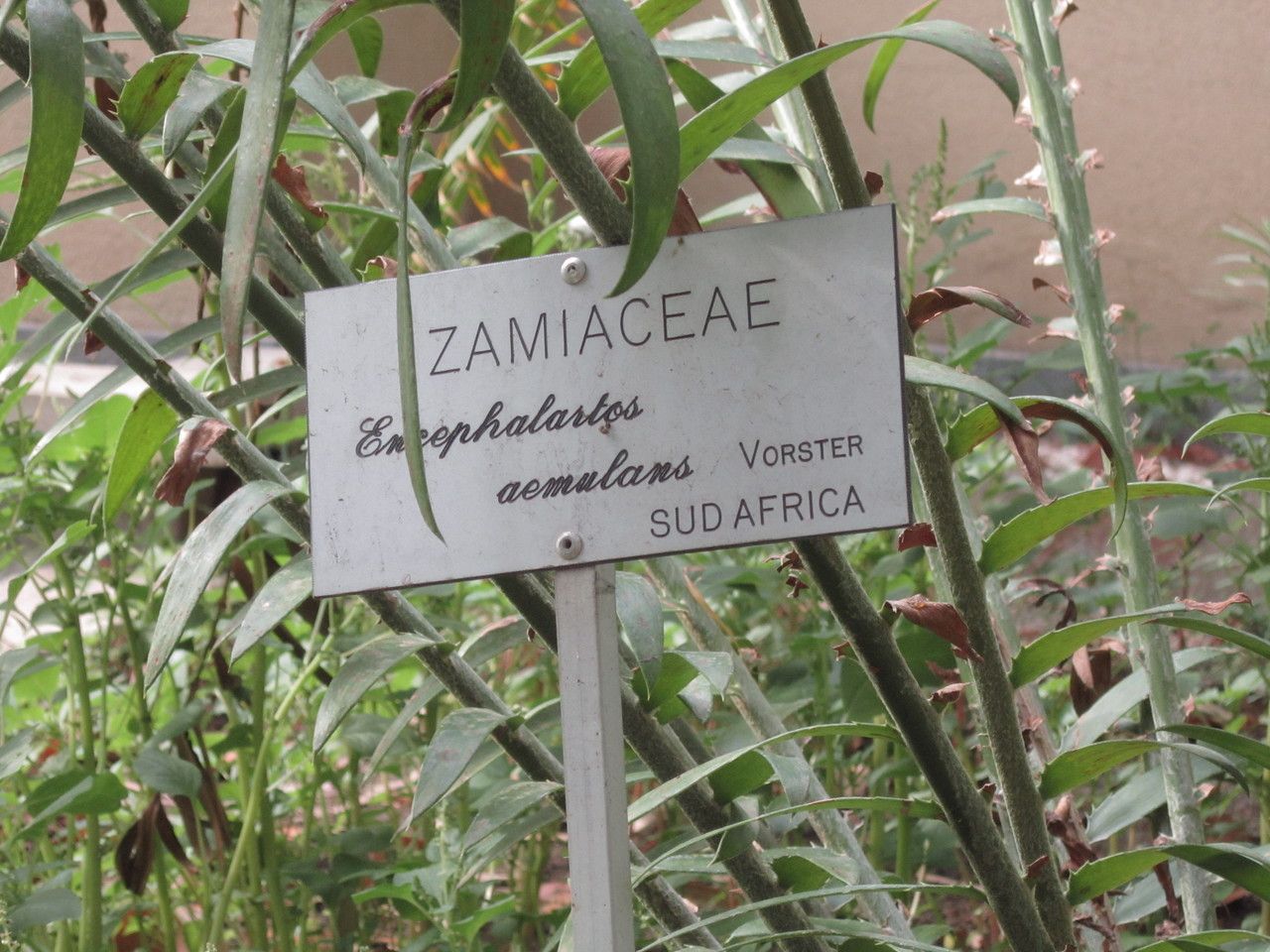 Encephalartos aemulans — related species from the same genus