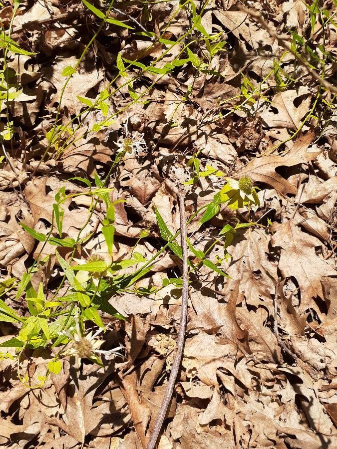 Monarda clinopodia habit