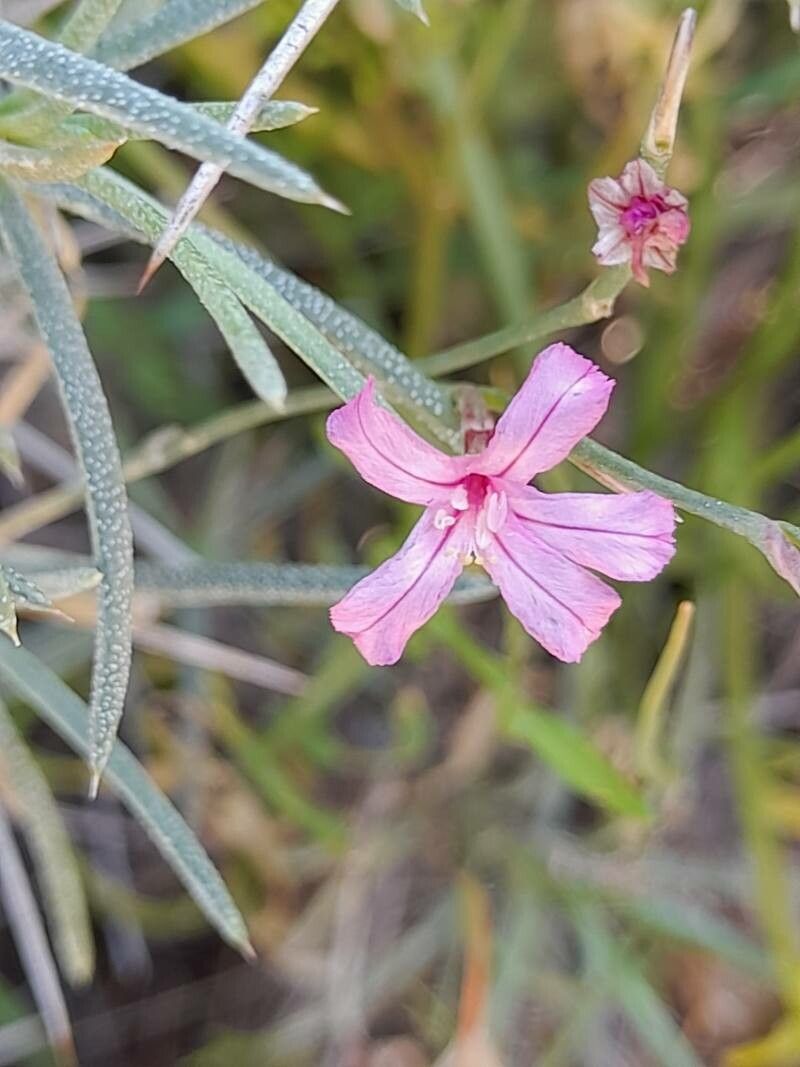 Acantholimon scorpius flower