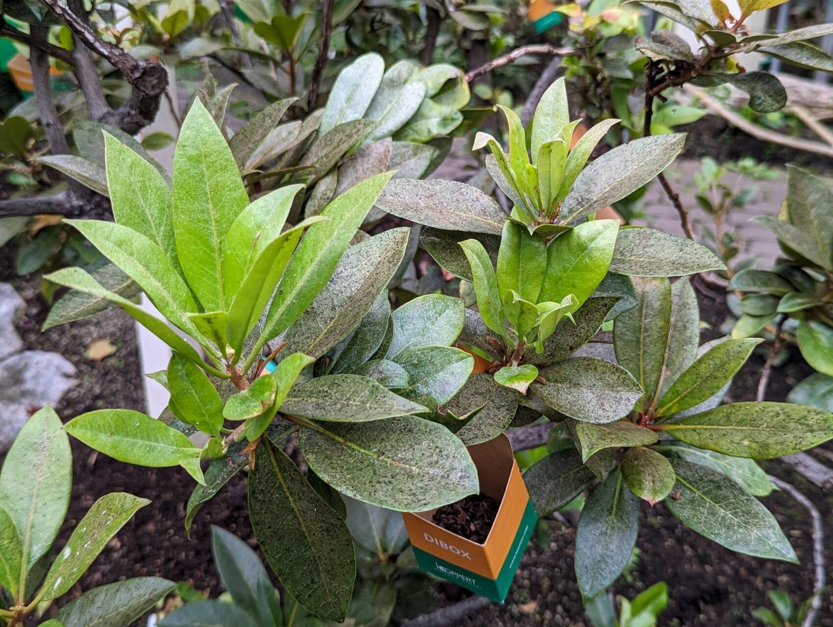 Rhododendron rarilepidotum leaf