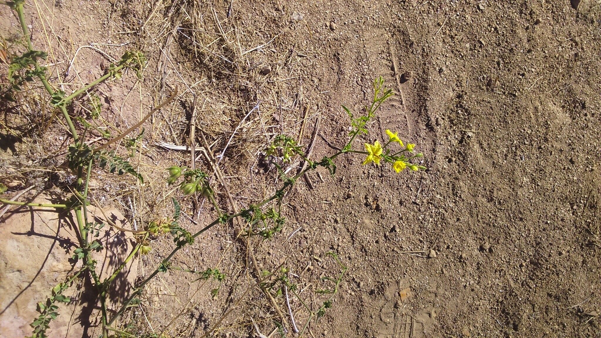 Solanum corneliomulleri habit