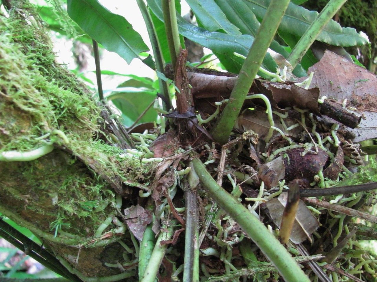 Anthurium alatipedunculatum bark