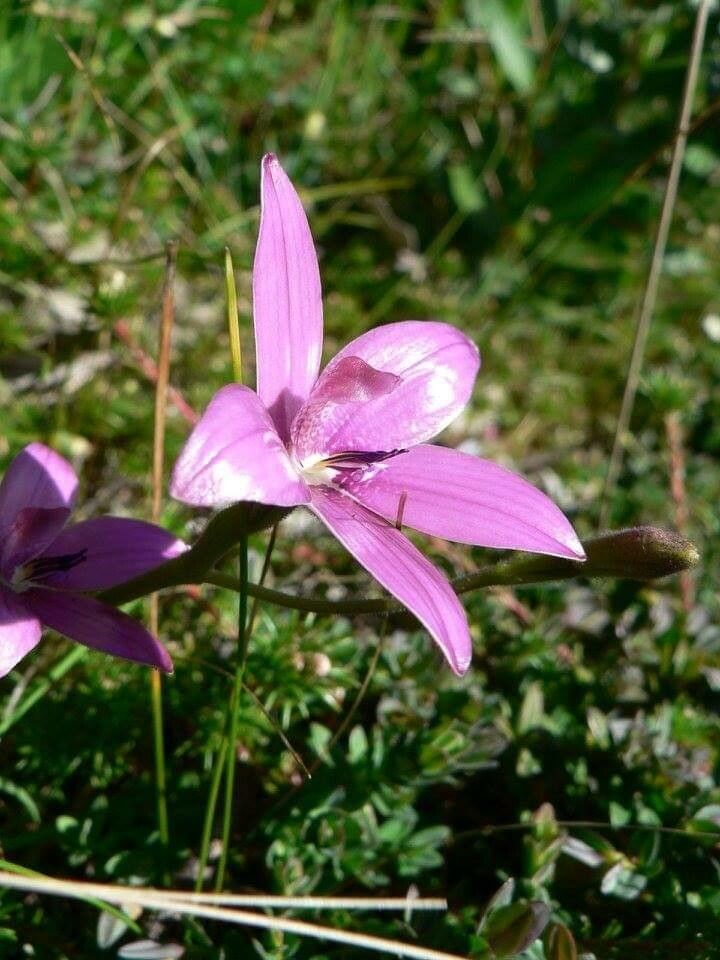 Calopogon tuberosus — houseplant care guide