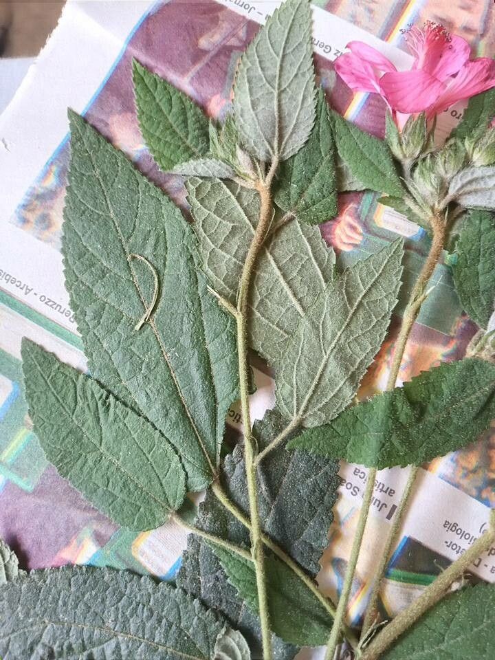 Pavonia schrankii leaf