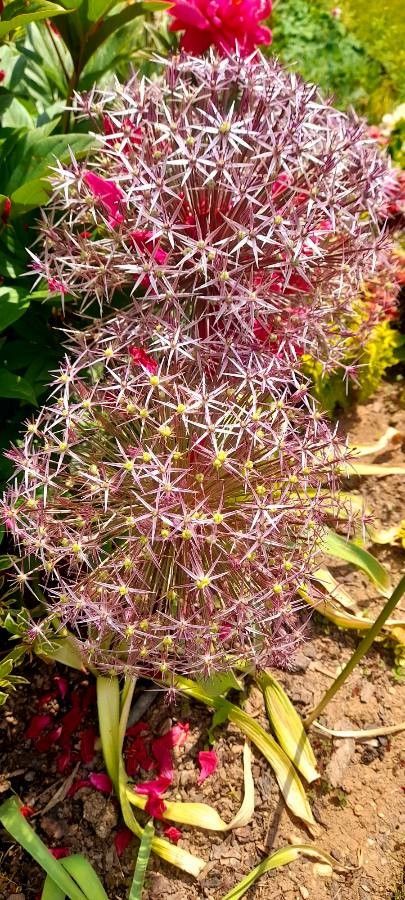 Allium cristophii flower