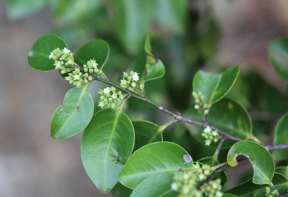 Hunga mackeeana habit