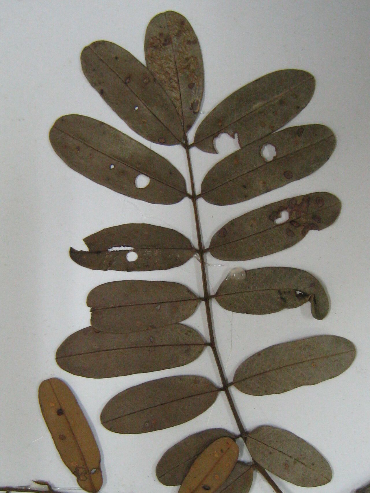 Hymenolobium flavum other