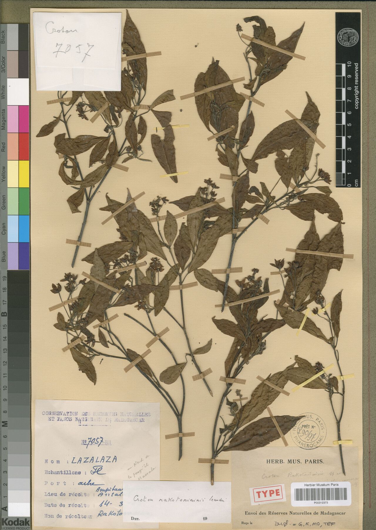 Croton rakotoniainii — houseplant care guide