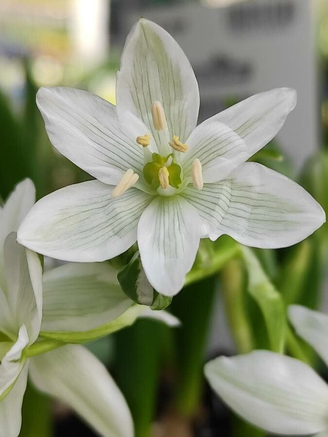 Ornithogalum balansae flower