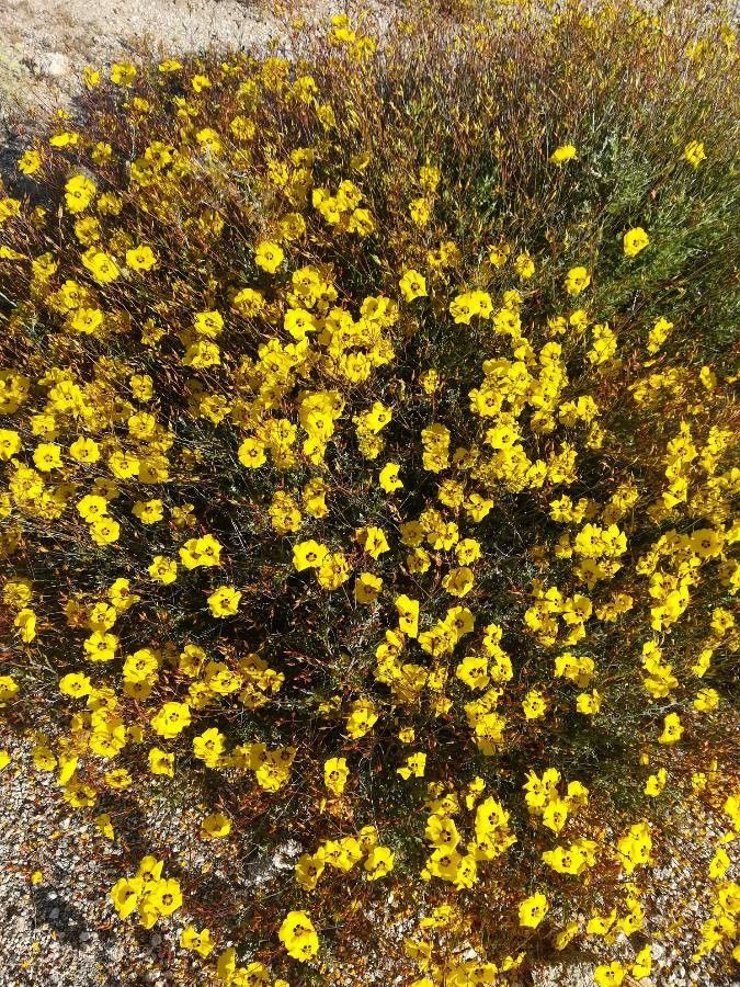 Cistus ocymoides habit