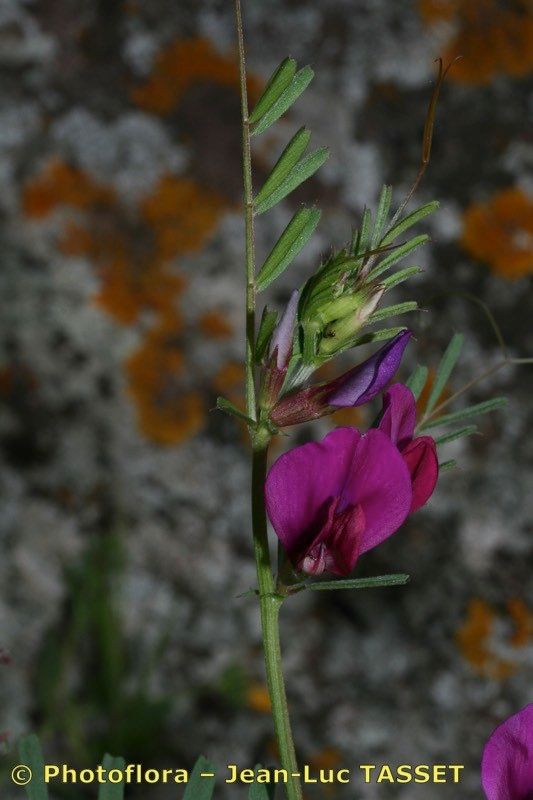 Vicia amphicarpa flower