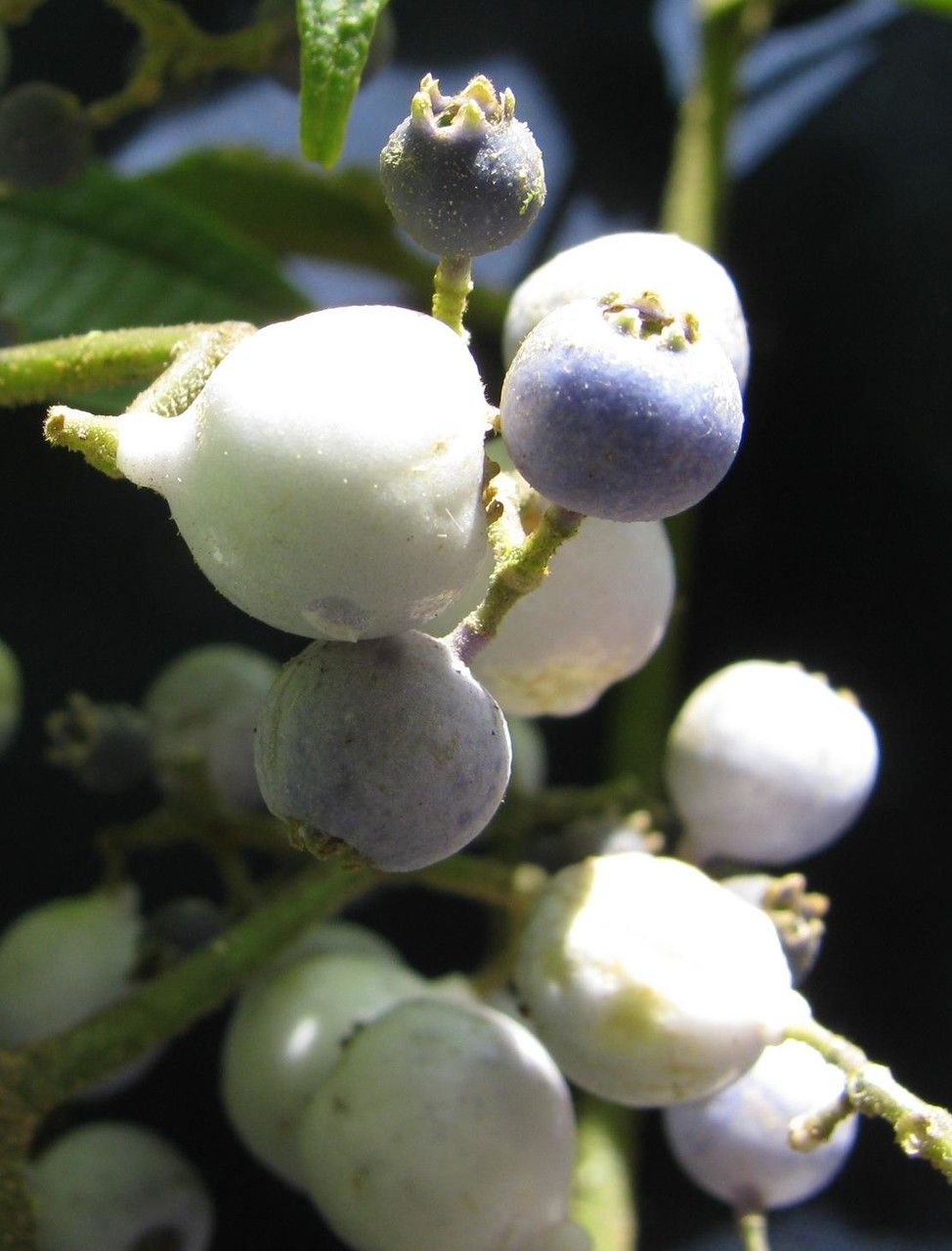 Miconia cremadena — houseplant care guide