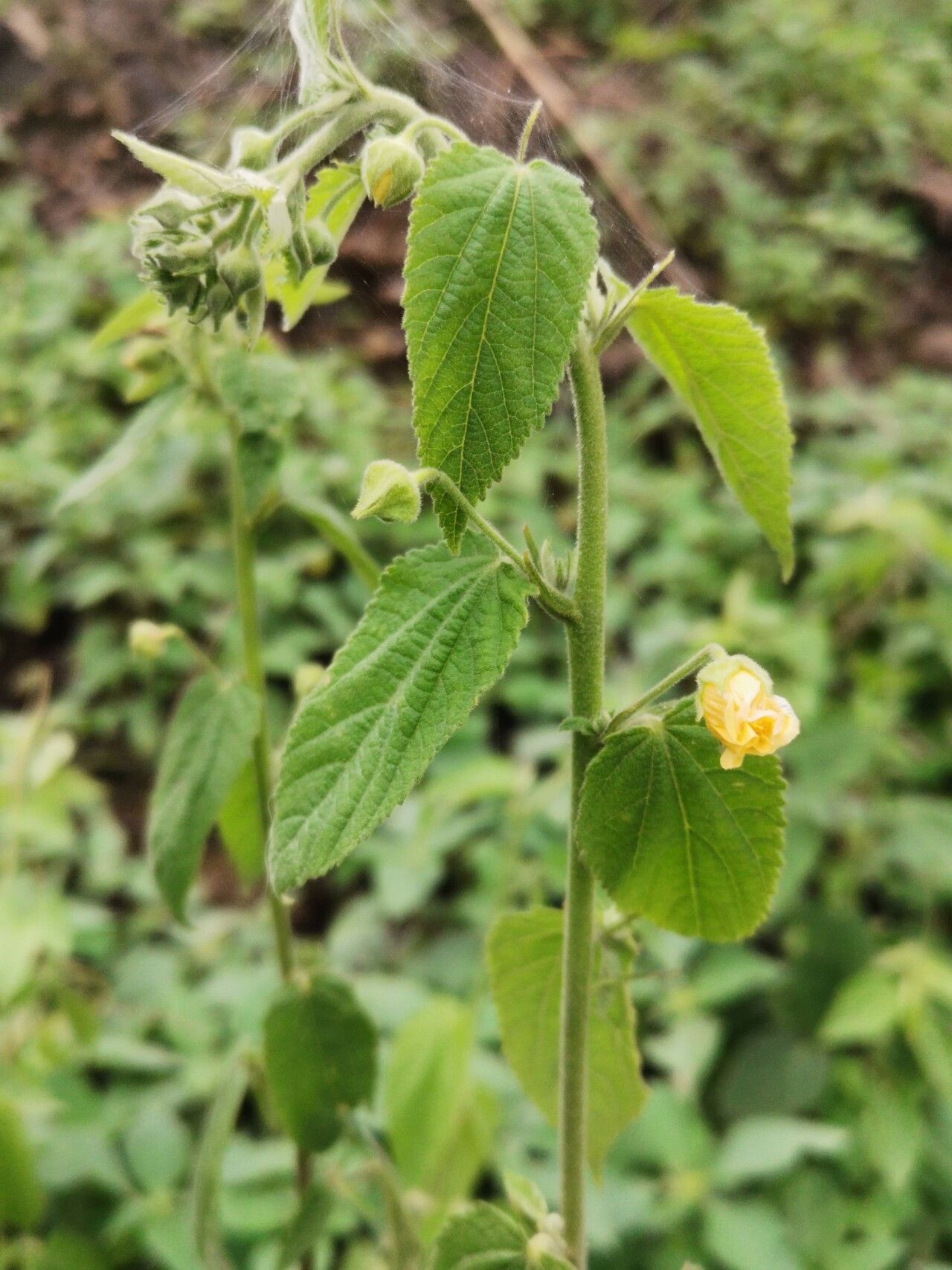 Sida glutinosa — search result for 'Sida'