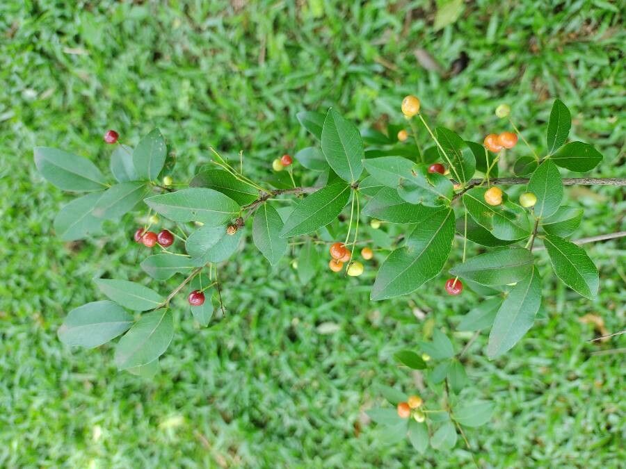 Myrcia laruotteana — houseplant care guide