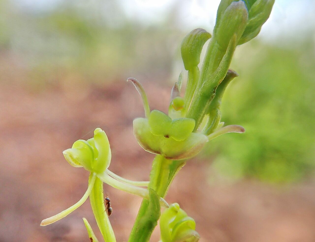 Liparis disepala flower