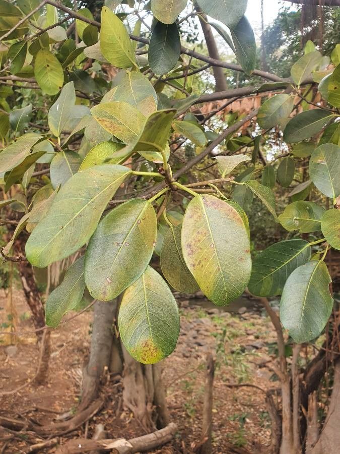Ficus craterostoma leaf