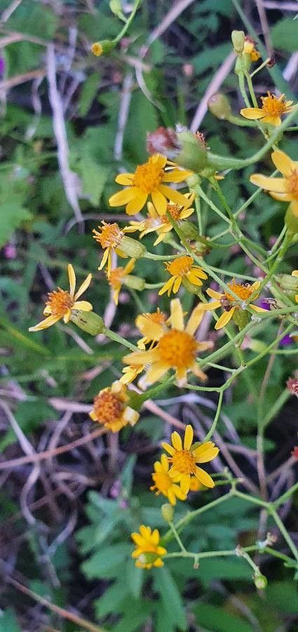 Senecio deltoideus flower