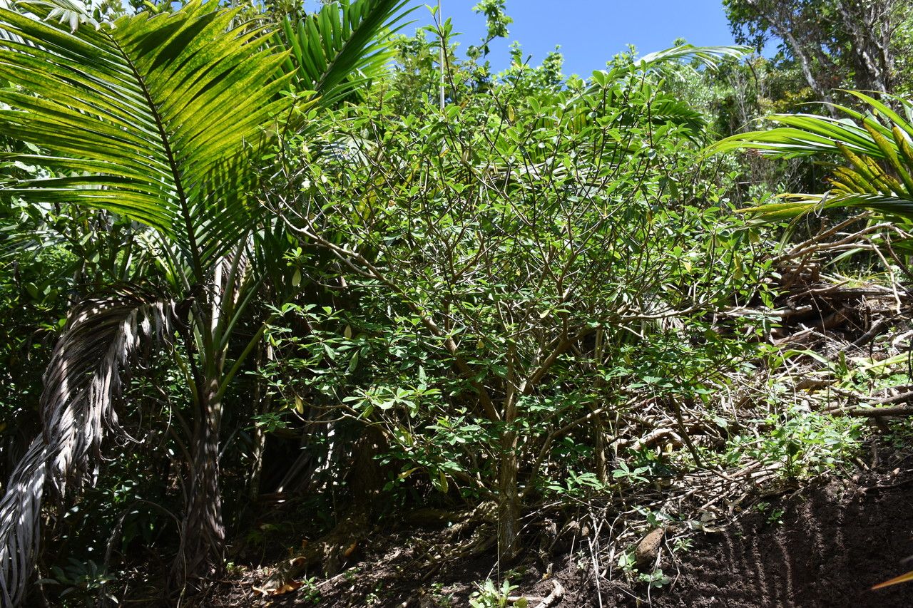 Euphorbia pyrifolia habit