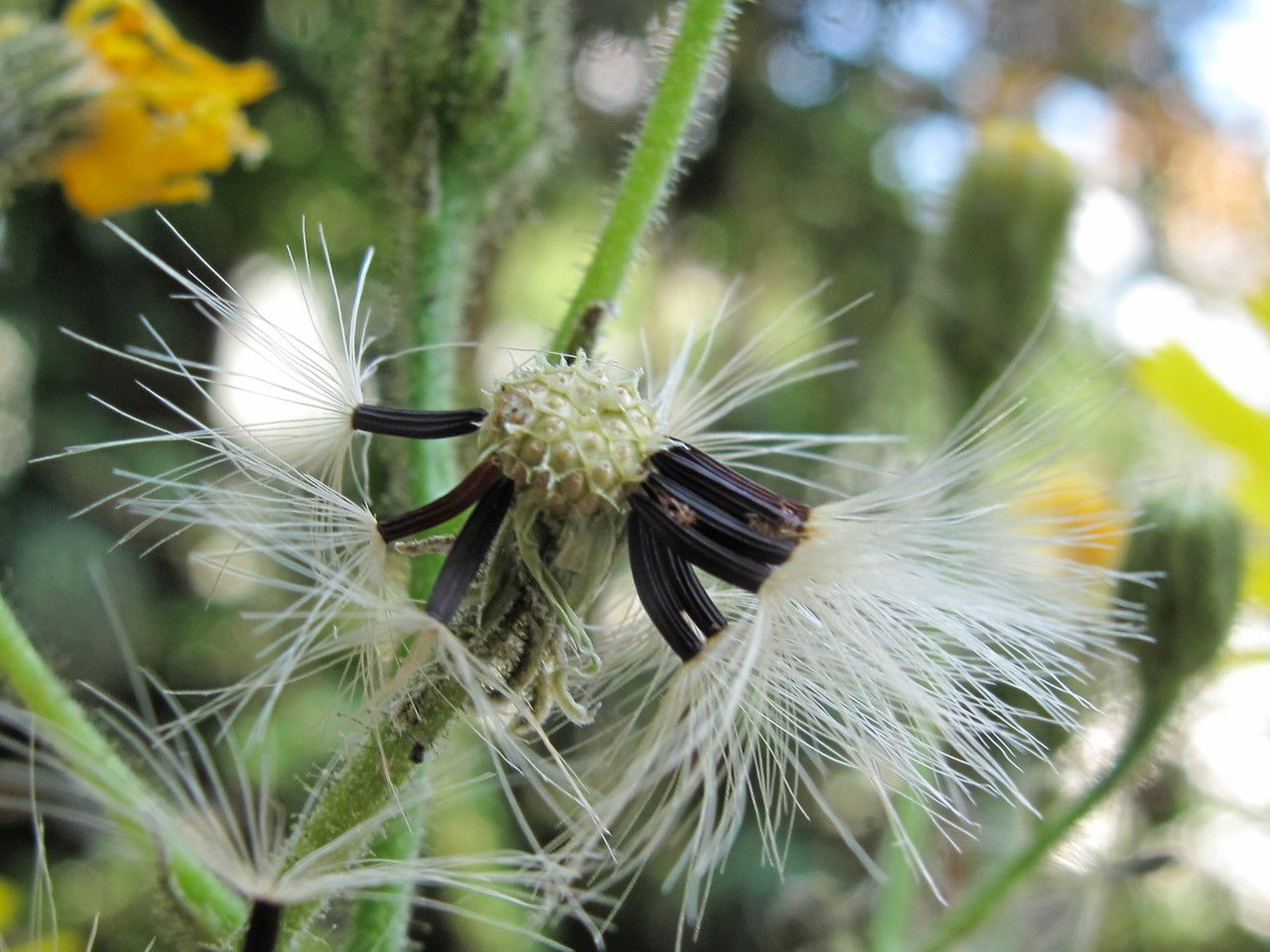 Hieracium lachenalii fruit