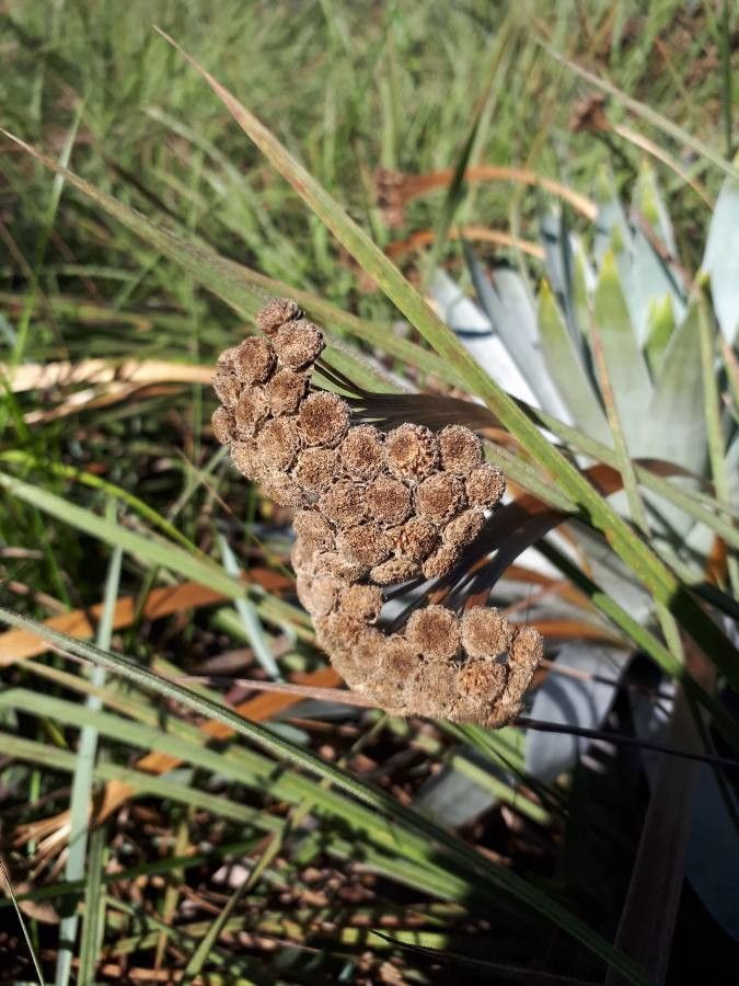Paepalanthus bromelioides fruit
