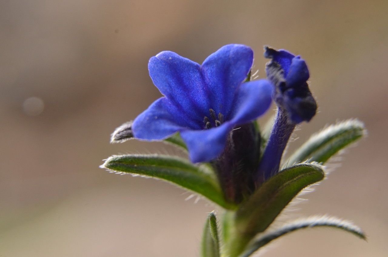 Glandora prostrata flower