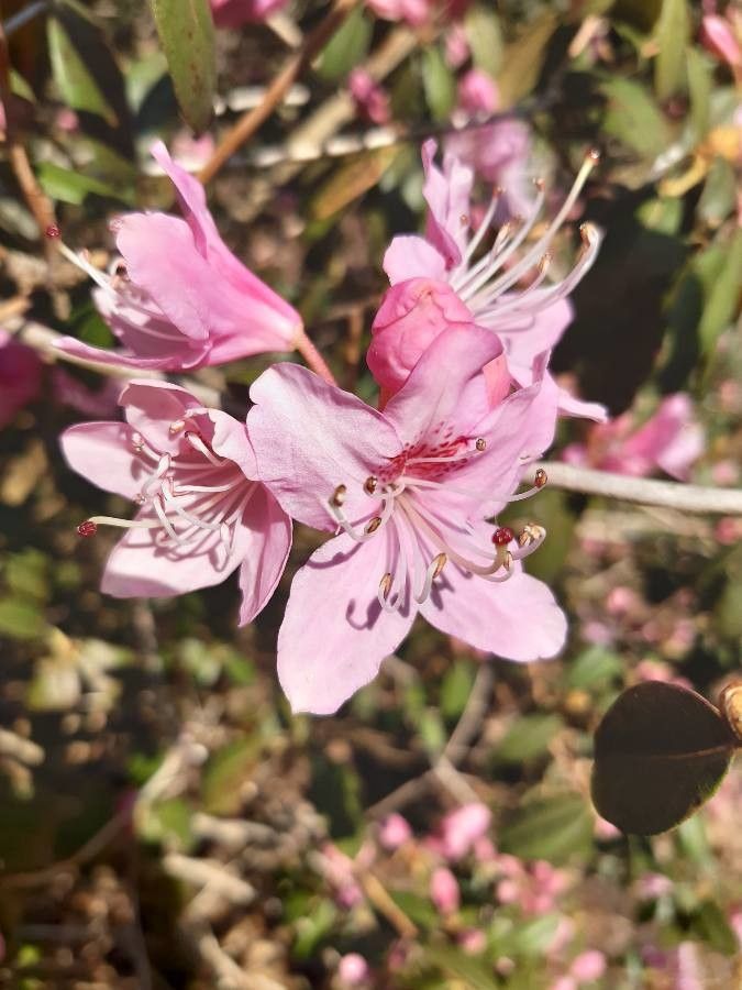 Rhododendron davidsonianum flower