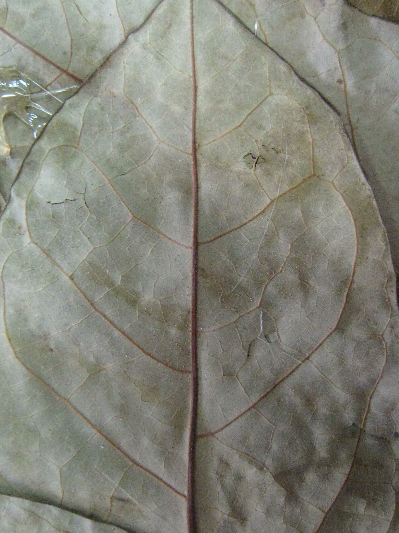 Annona symphyocarpa — search result for 'Annona'