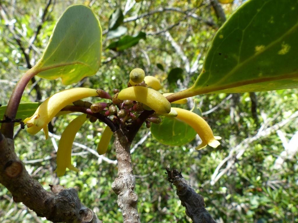 Gmelina tholicola fruit