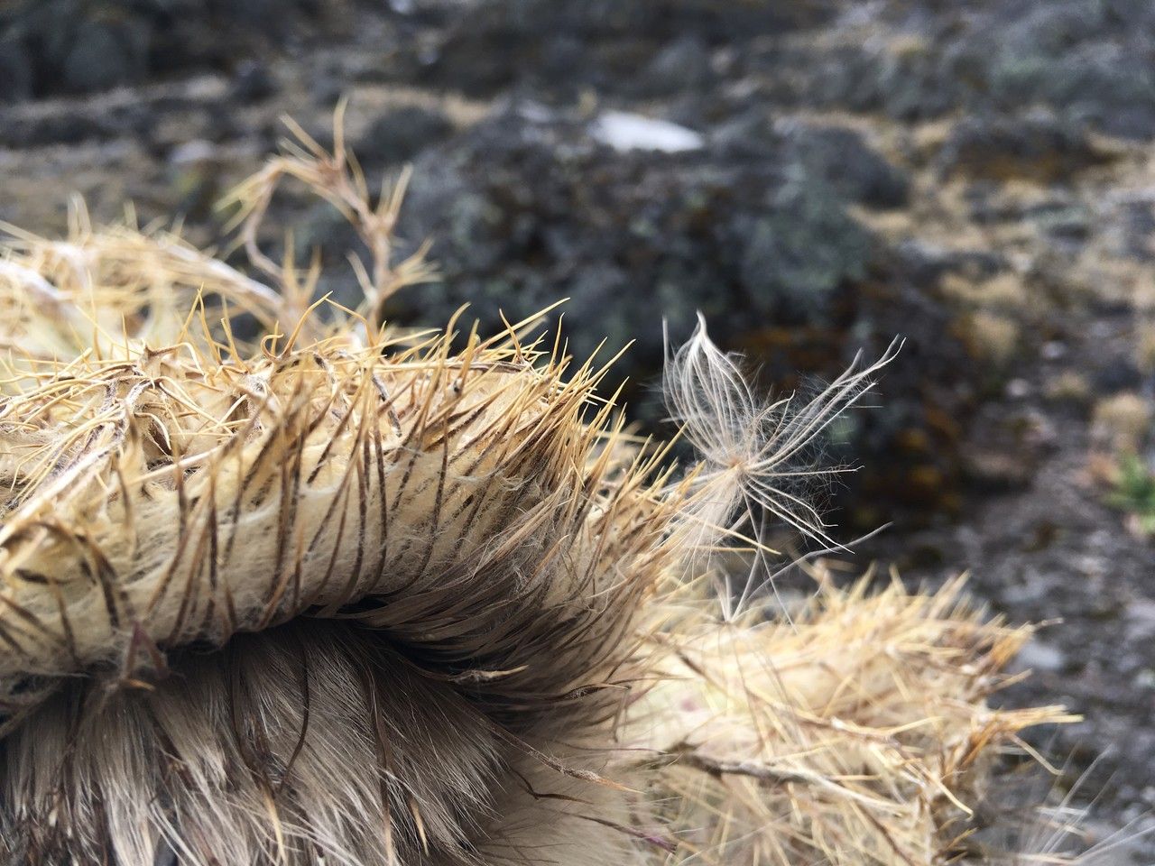 Cirsium nivale fruit