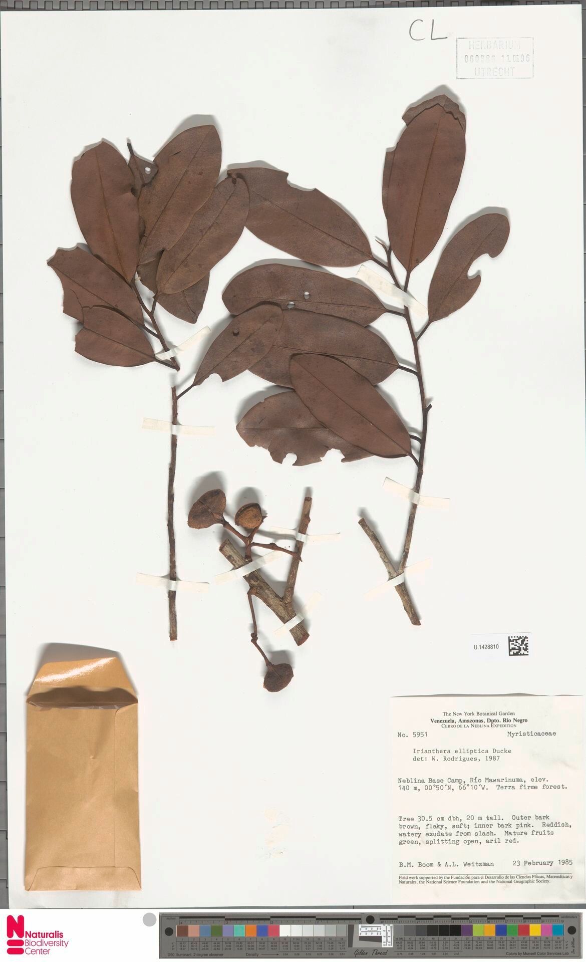 Iryanthera elliptica fruit