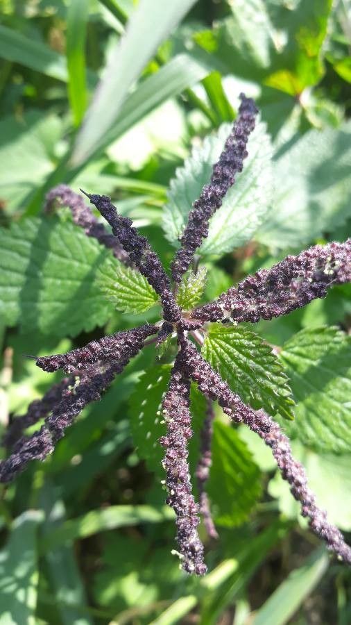Boehmeria macrophylla fruit