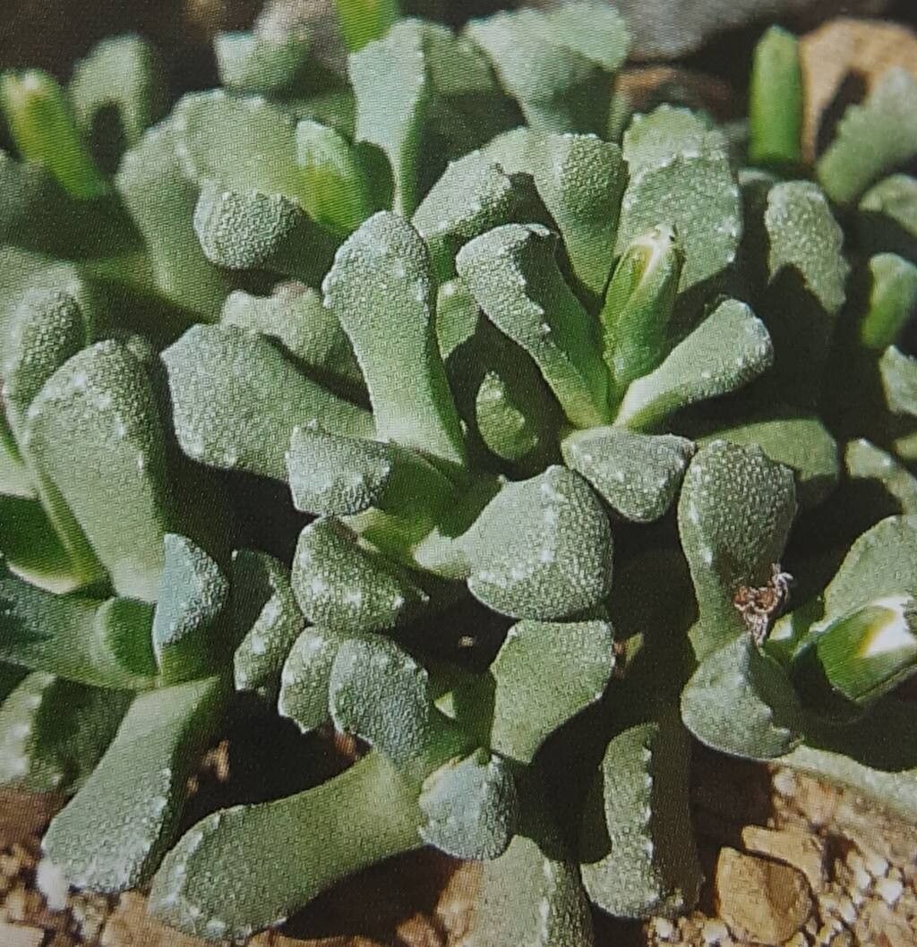 Stomatium alboroseum — houseplant care guide