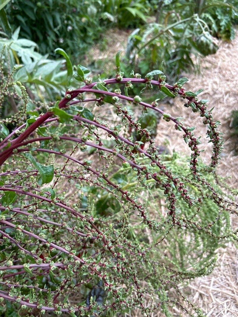 Beta macrocarpa flower
