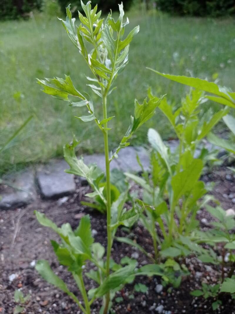 Centaurea imperialis habit
