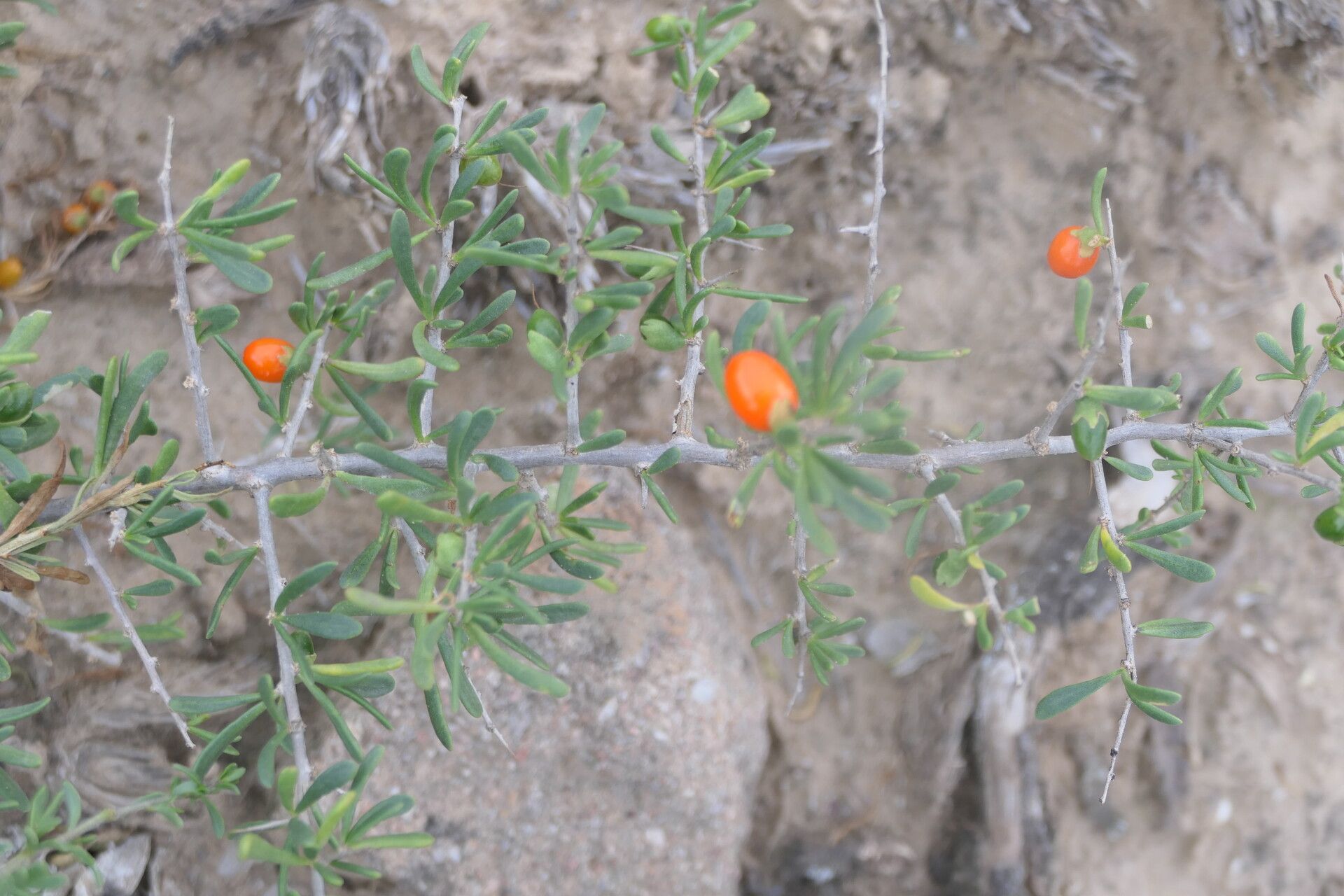 Lycium cinereum fruit