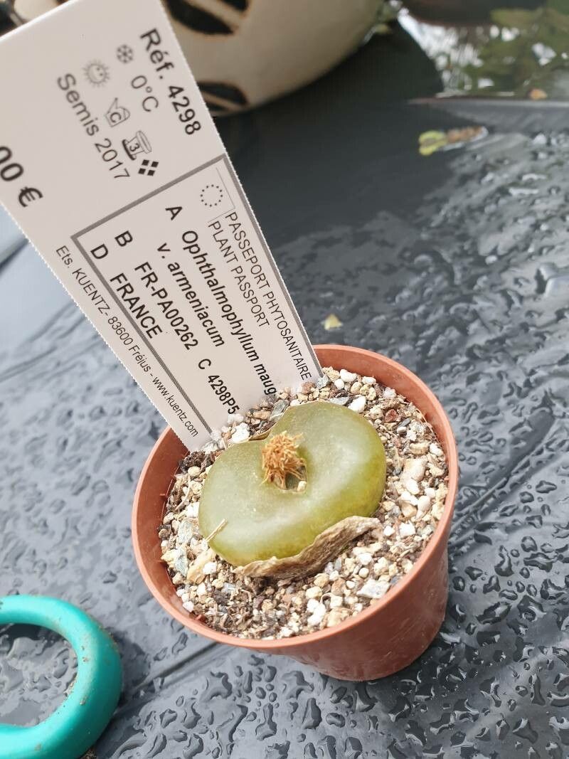Conophytum maughanii leaf