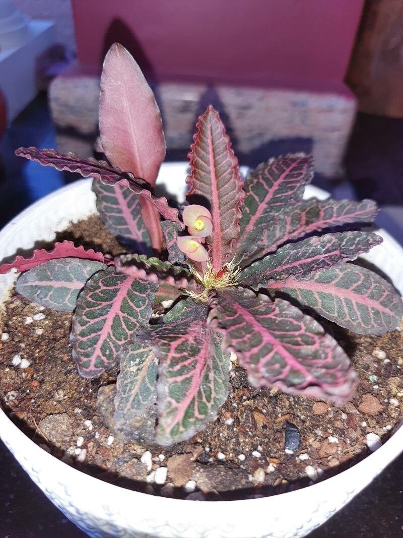 Euphorbia francoisii leaf