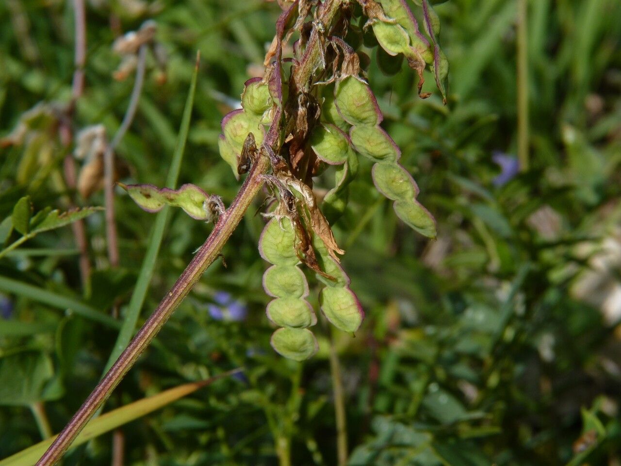 Hedysarum hedysaroides fruit