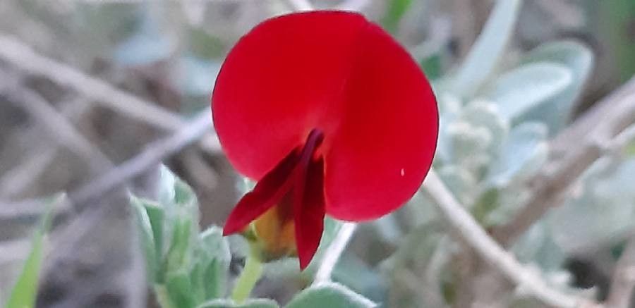 Lotus tetragonolobus flower