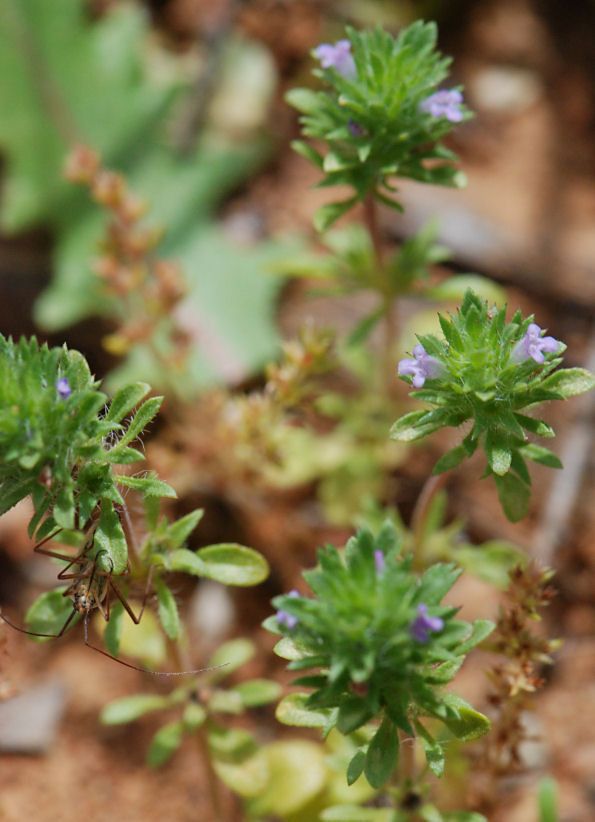 Pogogyne zizyphoroides — related species from the same genus