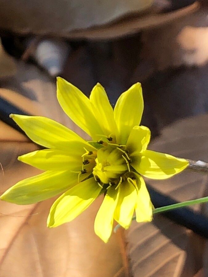 Tragopogon castellanus flower